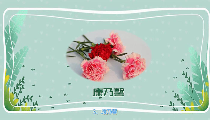 送老师什么花 适合送老师的花