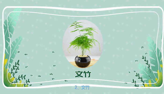 送老师什么花 适合送老师的花