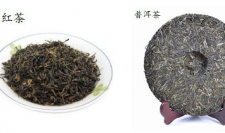 普洱茶与红茶的区别 超全面分析