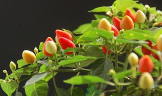 五彩椒的种植方法 五彩椒什么时候播种