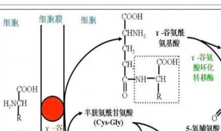 转氨酶高怎么办 对症下药，方能见效