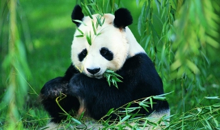 如何简笔画可爱的大熊猫？ 怎么画呢？