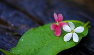 三八节祝福语精选 给大家带来了些精句