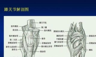 膝盖韧带损伤怎么恢复 有这些治疗原则