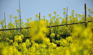 油菜种植时间和方法 油菜花怎样来种植