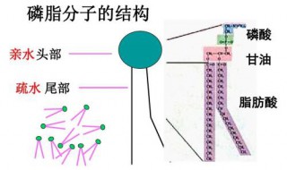 磷脂的主要作用 磷脂的活性