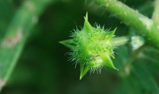 农吉利草的作用和功效 养生达人都推荐