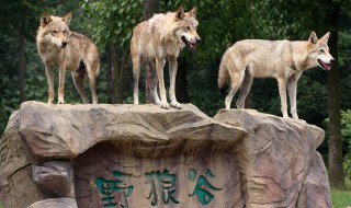 榆林野生动物园在哪 榆林野生动物园有什么