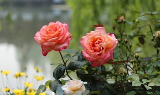 玫瑰花种子种植方法 只需4个步骤