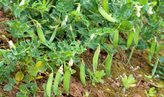 碗豆种植时间 在哪个月份种植