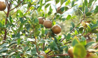 油茶树种植技术 教你几个小妙招