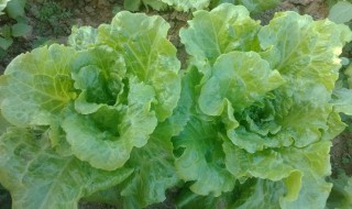 11月能种生菜吗 最佳种植时间是几月