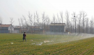 小麦什么时候浇水好 缺水的小麦会怎么样