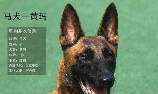 马犬公狗和母狗的区别 公狗和母狗有什么不同