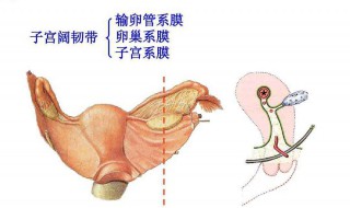 切除卵巢对女性的危害 卵巢割掉有什么影响吗