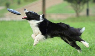 边牧犬不能吃什么 边牧犬不能吃哪些食物