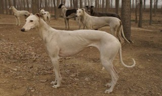 中国细犬介绍 中国细犬的简介