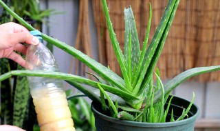 芦荟怎样移植 芦荟移植方法