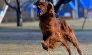 哥顿雪达犬资料介绍 又叫什么名字