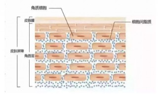 角质层修复小窍门 三个小妙招教你怎样修复角质层