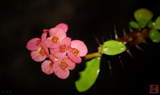 刺梅花放卧室有毒吗 刺梅花能摆放在室内吗