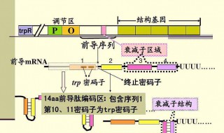 操纵子由什么组成 操纵子是什么