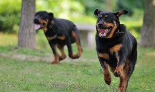 罗威纳犬几个月会变凶 罗威纳犬的性格特征