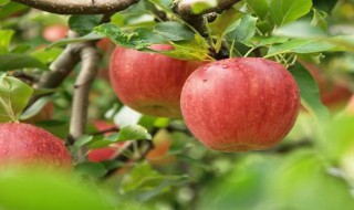 吃苹果的好处和坏处 常吃苹果对身体有什么好处和坏处