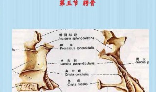 骨腭由什么组成 了解一下骨腭的解刨结构