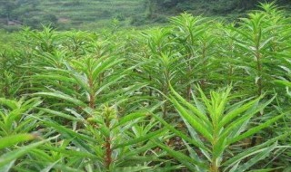 赶黄草的功效与作用 赶黄草的功效与作用是什么