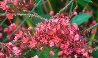 红雪花植物怎么养 你知道吗