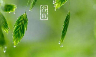 谷雨节气的谚语 22句谷雨节气的谚语