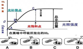 真光合速率的三种表示方法 盘点真光合速率的表示方法