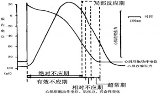 组织处于绝对不应期,其兴奋性是什么? 执业医师题目