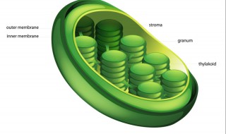 高尔基体线粒体叶绿体的共同特点 高尔基体线粒体和叶绿体有什么一样的地方