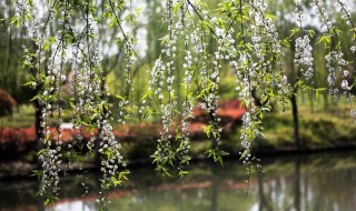 独忆飞絮鹅毛下什么意思 一起来欣赏古诗词吧