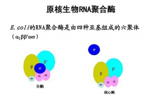 RNA聚合酶能够自由进入核孔吗? RNA聚合酶的作用