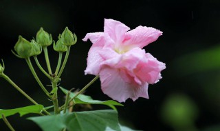 芙蓉花什么时候开 芙蓉花的主要价值