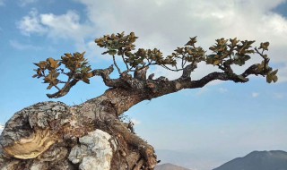 生桩如何催芽 小小步奏真神奇