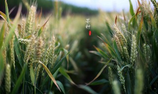 芒种吃什么传统食物 芒种节气民间传统美食盘点