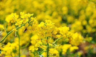 形容油菜花很美的句子 10句形容油菜花的句子