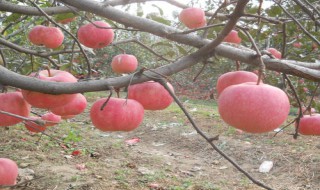 自根砧苹果苗木标准 苹果苗木国家标准规定