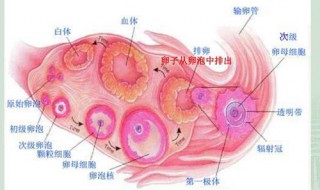 成熟卵泡应该具有哪些结构? 发育成熟的卵泡结构有哪些