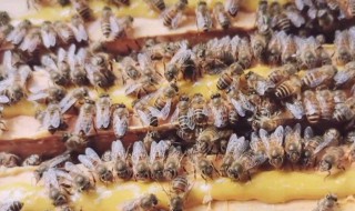 中蜂春繁怎么把幼蜂咬死 大一点的蜜蜂会把幼蜂咬死