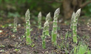 芦笋根的种植方法和时间 芦笋根如何种植