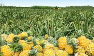 菠萝在哪里可以种 菠萝适合生长的环境