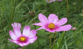 格桑花的花语和寓意 格桑花是什么