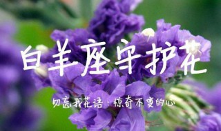 白羊代表的花是什么 你是什么星座呢