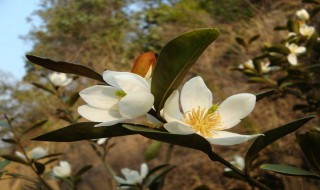 含笑花的花语是什么 你知道吗