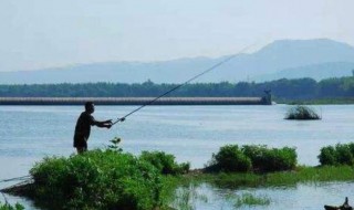 水浅怎么钓鱼 水浅钓鱼的方法